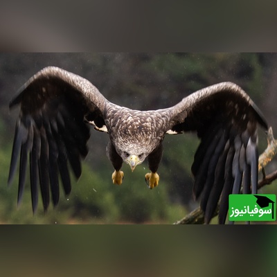 نبرد زمین و آسمان؛ پرواز یوزپلنگ