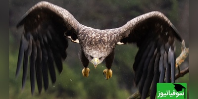 نبرد زمین و آسمان؛ پرواز یوزپلنگ