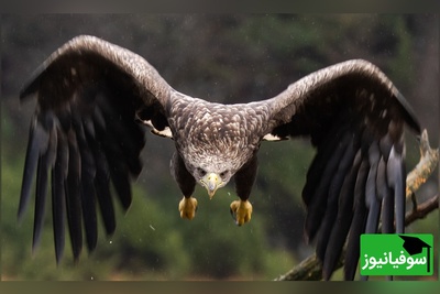 نبرد زمین و آسمان؛ پرواز یوزپلنگ