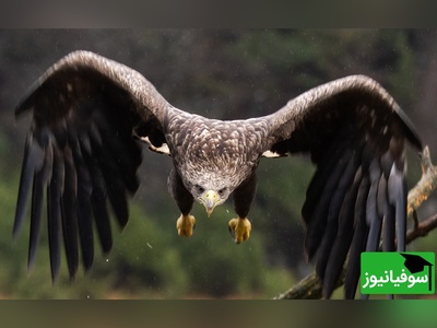 نبرد زمین و آسمان؛ پرواز یوزپلنگ