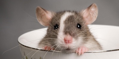 خطای دید/ حتی افرادی با ضریب هوشی بالا و انیشتینی هم نمی‌توانند در کمتر از 8 ثانیه موش را در آشپزخانه بهم ریخته پیدا کنند