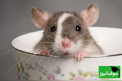 خطای دید/ حتی افرادی با ضریب هوشی بالا و انیشتینی هم نمی‌توانند در کمتر از 8 ثانیه موش را در آشپزخانه بهم ریخته پیدا کنند