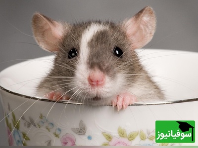 خطای دید/ حتی افرادی با ضریب هوشی بالا و انیشتینی هم نمی‌توانند در کمتر از 8 ثانیه موش را در آشپزخانه بهم ریخته پیدا کنند