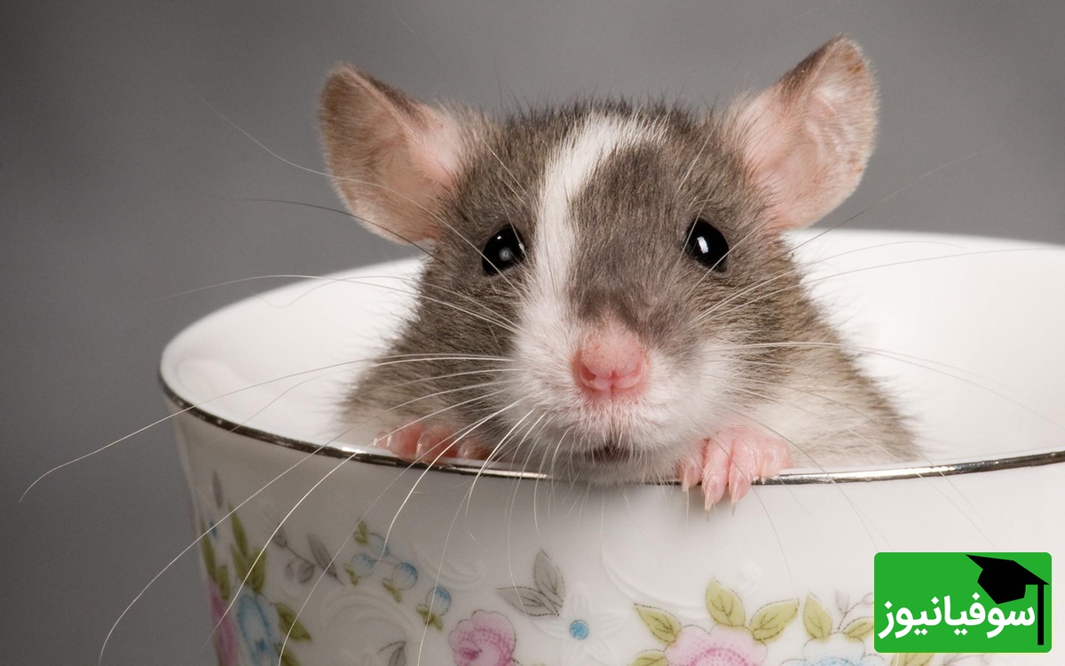 خطای دید/ حتی افرادی با ضریب هوشی بالا و انیشتینی هم نمی‌توانند در کمتر از 8 ثانیه موش را در آشپزخانه بهم ریخته پیدا کنند