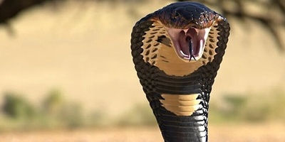 (ویدیو) مستند حیات وحش غول طبیعت/ تایلند در محاصره سیل ویرانگر با مار خطرناک و کشنده