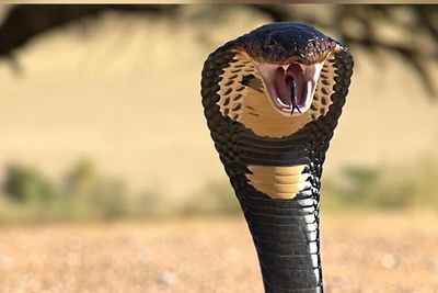 (ویدیو) مستند حیات وحش غول طبیعت/ تایلند در محاصره سیل ویرانگر با مار خطرناک و کشنده