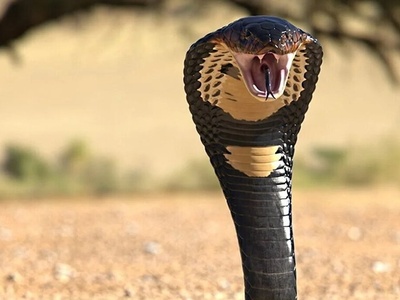 (ویدیو) مستند حیات وحش غول طبیعت/ تایلند در محاصره سیل ویرانگر با مار خطرناک و کشنده