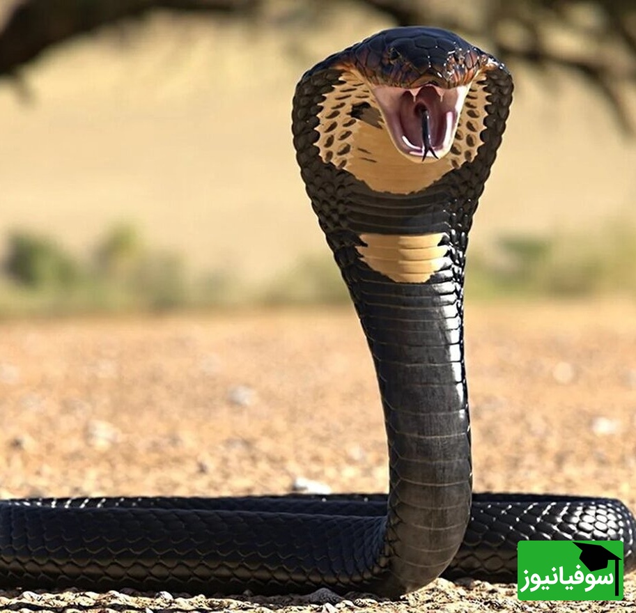 (ویدیو) مستند حیات وحش غول طبیعت/ تایلند در محاصره سیل ویرانگر با مار خطرناک و کشنده