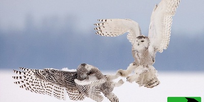 (ویدیو) مستند حیات وحش: در جستجوی جغد برفی نامرئی؛ داستانی واقعی از شاهکار طبیعت