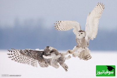 (ویدیو) مستند حیات وحش: در جستجوی جغد برفی نامرئی؛ داستانی واقعی از شاهکار طبیعت