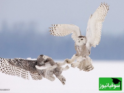 (ویدیو) مستند حیات وحش: در جستجوی جغد برفی نامرئی؛ داستانی واقعی از شاهکار طبیعت