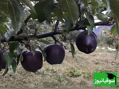 (ویدئو) الماس سیاه؛ راز سلامتی و زیبایی با نادرترین سیب جهان که همه را شگفت‌زده کرده است!