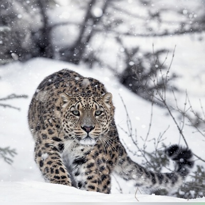 جدال مرگ و زندگی در هیمالیا؛ وقتی شکار از چنگ پلنگ برفی فرار می‌کند + ویدیو