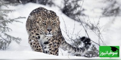 جدال مرگ و زندگی در هیمالیا؛ وقتی شکار از چنگ پلنگ برفی فرار می‌کند + ویدیو