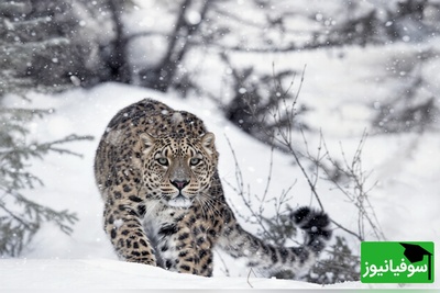 جدال مرگ و زندگی در هیمالیا؛ وقتی شکار از چنگ پلنگ برفی فرار می‌کند + ویدیو