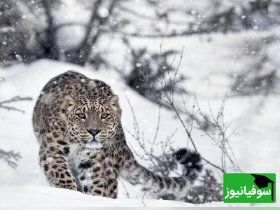 جدال مرگ و زندگی در هیمالیا؛ وقتی شکار از چنگ پلنگ برفی فرار می‌کند + ویدیو