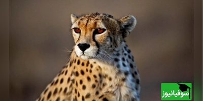 ویدئوی حیات وحش روز | نبرد طبیعت: یوزپلنگ یا گورخر؟ کدام یک میدان را می‌برد!