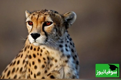 ویدئوی حیات وحش روز | نبرد طبیعت: یوزپلنگ یا گورخر؟ کدام یک میدان را می‌برد!