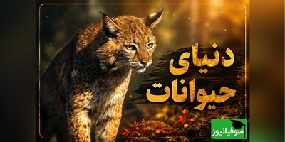 (ویدئو) مستند حیات وحش حیوانات/ راز بقا، این داستان: نبرد مرگ و زندگی در جنگل؛ لحظه رویارویی شکارچی با گربه‌سان وحشی