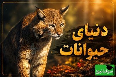 (ویدئو) مستند حیات وحش حیوانات/ راز بقا، این داستان: نبرد مرگ و زندگی در جنگل؛ لحظه رویارویی شکارچی با گربه‌سان وحشی