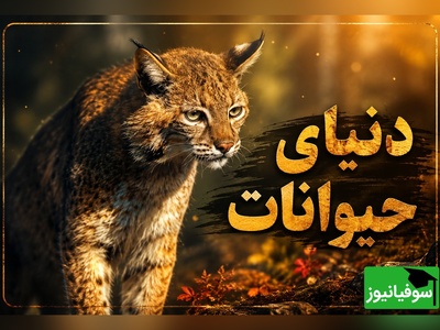 (ویدئو) مستند حیات وحش حیوانات/ راز بقا، این داستان: نبرد مرگ و زندگی در جنگل؛ لحظه رویارویی شکارچی با گربه‌سان وحشی