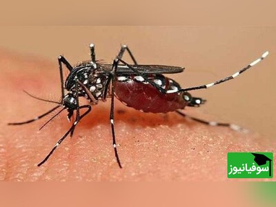 ویدئو/ تب استخوان‌شکن، اولین علامت بیماری پشهٔ آئدس