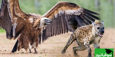 (ویدئو) مستند حیات وحش، راز بقا؛ حمله وحشیانه کفتار به کرکس بر سر تصاحب لاشه یک حیوان