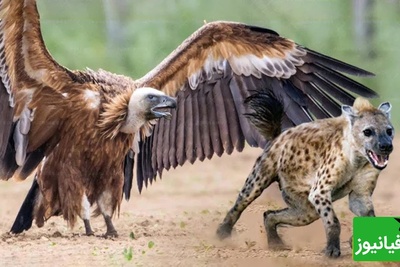 (ویدئو) مستند حیات وحش، راز بقا؛ حمله وحشیانه کفتار به کرکس بر سر تصاحب لاشه یک حیوان