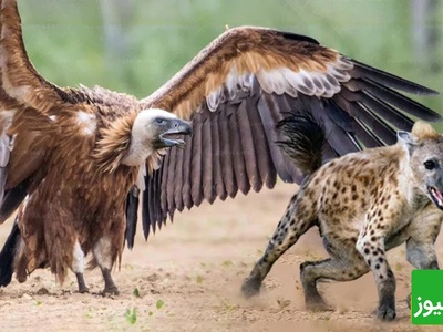 (ویدئو) مستند حیات وحش، راز بقا؛ حمله وحشیانه کفتار به کرکس بر سر تصاحب لاشه یک حیوان