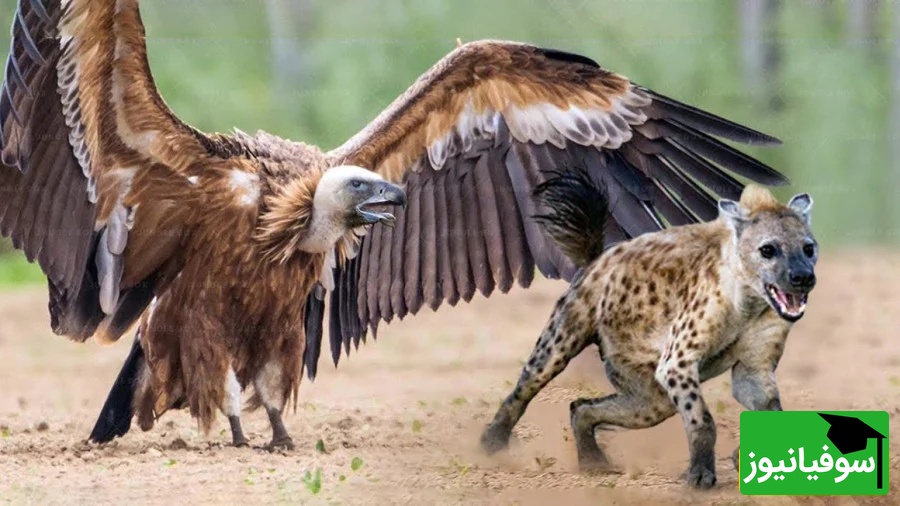 (ویدئو) مستند حیات وحش، راز بقا؛ حمله وحشیانه کفتار به کرکس بر سر تصاحب لاشه یک حیوان