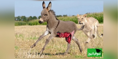 (ویدئو) مستند حیات وحش حیوانات/ راز بقا، این قسمت: نبرد دلهره آور  اُلاغ و سلطان جنگل،شیر