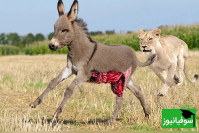 (ویدئو) مستند حیات وحش حیوانات/ راز بقا، این قسمت: نبرد دلهره آور  اُلاغ و سلطان جنگل،شیر