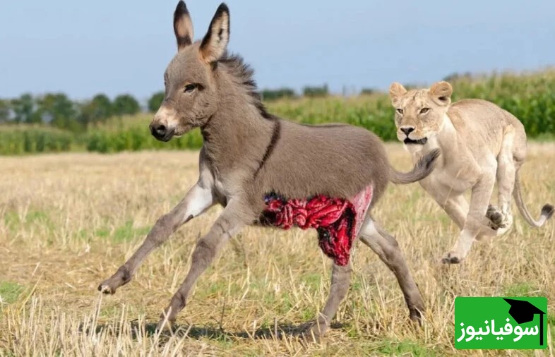 (ویدئو) مستند حیات وحش حیوانات/ راز بقا، این قسمت: نبرد دلهره آور  اُلاغ و سلطان جنگل،شیر