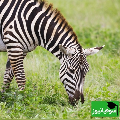 (ویدئو) لحظه معجزه‌آسای طبیعت: گورخر شیر را با یک لگد نابود کرد!