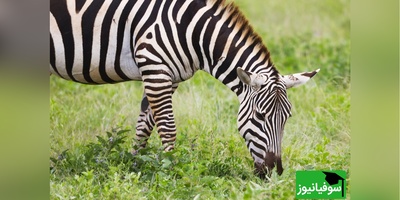 (ویدئو) لحظه معجزه‌آسای طبیعت: گورخر شیر را با یک لگد نابود کرد!