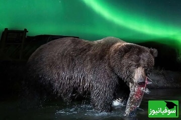 مستند حیات وحش حیوانات؛ شگفتی طبیعت در سرزمین یخ‌ها / ثبت صحنه‌ای بی‌سابقه از حیات وحش قطب شمال + عکس