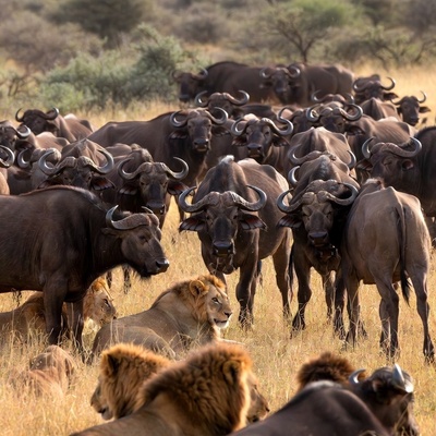 ورق هایی از کتاب جنگل؛ مستند حیات وحش/شکست شیرها در مقابل اتحاد دفاع گله گاومیش‌ها+فیلم