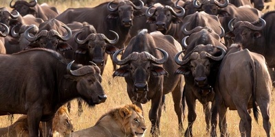 ورق هایی از کتاب جنگل؛ مستند حیات وحش/شکست شیرها در مقابل اتحاد دفاع گله گاومیش‌ها+فیلم