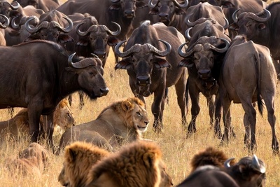 ورق هایی از کتاب جنگل؛ مستند حیات وحش/شکست شیرها در مقابل اتحاد دفاع گله گاومیش‌ها+فیلم