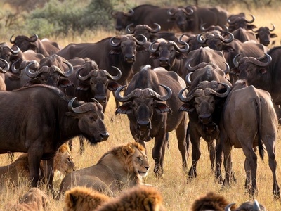 ورق هایی از کتاب جنگل؛ مستند حیات وحش/شکست شیرها در مقابل اتحاد دفاع گله گاومیش‌ها+فیلم
