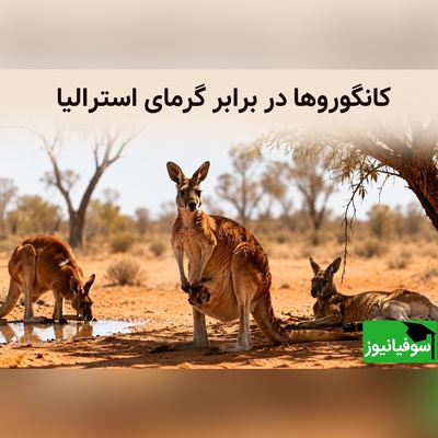 (ویدئو) راز بقا در جهنم استرالیا؛ وقتی دمای هوا به 50 درجه می‌رسد، کانگوروها با یک ترفند عجیب و باورنکردنی مرگ را دور می‌زنند!