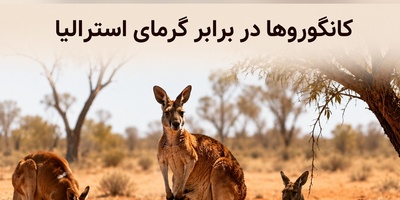 (ویدئو) راز بقا در جهنم استرالیا؛ وقتی دمای هوا به 50 درجه می‌رسد، کانگوروها با یک ترفند عجیب و باورنکردنی مرگ را دور می‌زنند!