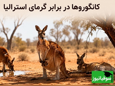(ویدئو) راز بقا در جهنم استرالیا؛ وقتی دمای هوا به 50 درجه می‌رسد، کانگوروها با یک ترفند عجیب و باورنکردنی مرگ را دور می‌زنند!