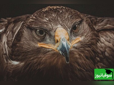 ویدیو/ مرغی که نوکش کجه، چی میخوره؟/ ضرب‌المثلی که سال‌ها اشتباه به کار گرفته شده است!