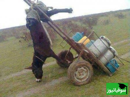 حمل بار با الاغ