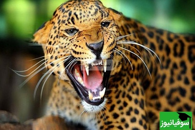 (ویدیو) مستند حیات وحش/ وحشت در محله مسکونی; حمله پلنگ به 7 نفر