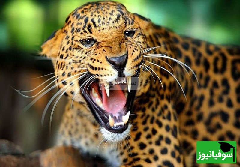 (ویدیو) مستند حیات وحش/ وحشت در محله مسکونی; حمله پلنگ به 7 نفر