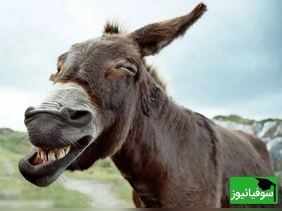 کتاب صوتی / حکایت طنز و آموزنده کلیله و دمنه؛ این داستان وقتی الاغ جلاد می‌شود!