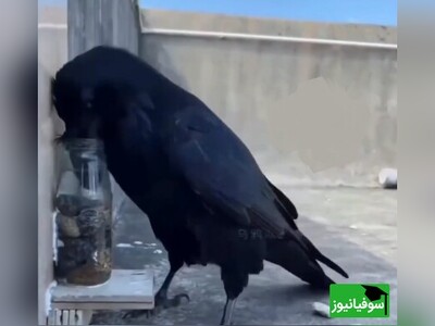 ویدیو/ هوش بی‌نظیر کلاغ در حل معمای رفع تشنگی/ حیوون خونگی فقط کلاغ... اونایی که موافقن اعلام کنن