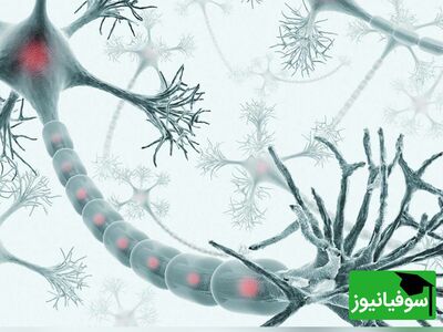 (ویدئو) صحنه‌ی دردناک مرگ یک نورون!